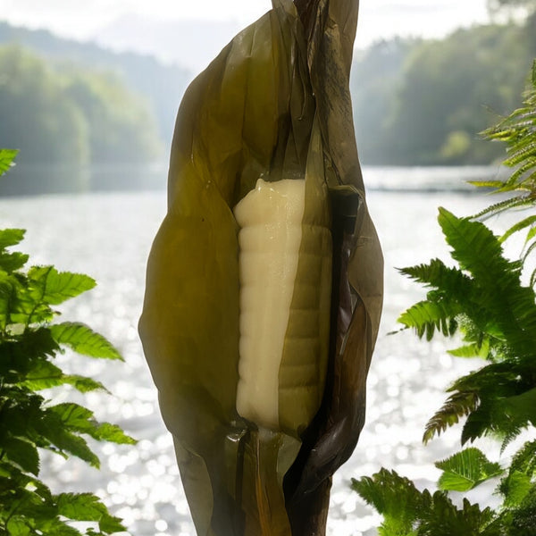 Kwanga 🌱– Traditionnel Manioc 100% frais 100%BIO